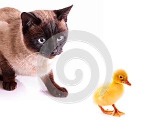 Cat hunting to duckling