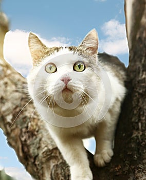 Cat hunting on tree close up photo