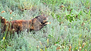 Cat hunts for butterflies, slow motion