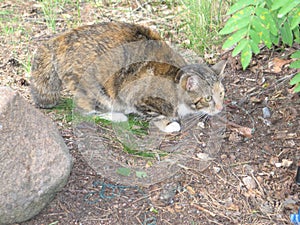 The cat hunts the nature
