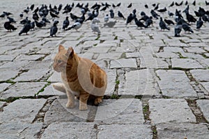 Cat hunts on a pigeons on a Istanbul street