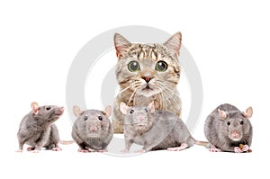 Cat hunts on rats photo