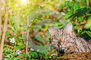 The cat hunts in the spring forest the green grass