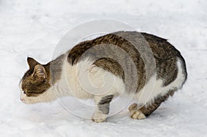 Cat hunts in the winter on the white snow