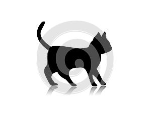 Cat illustration photo