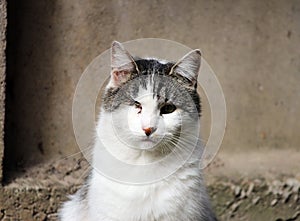 cat infected with feline herpesvirus - viral rhinotracheitis or chlamydiosis - Chlamydia psittaci after losing eye.