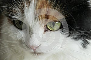 Cat is infected, pus eyes, stomatitis photo