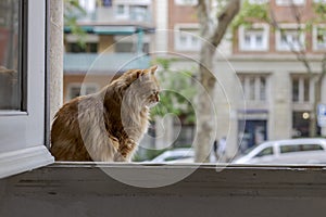 Cat informe the window looking outside