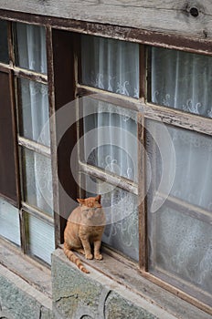 Cat infront of window photo