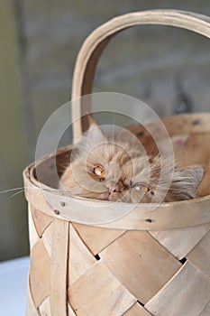 Cat inside a basket