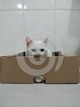 Cat Inside Brown Boxe