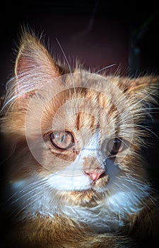 A cat inside a cage, peering curiously through the bars. Its eyes gleam with a mixture of curiosity and a hint of playfulness.