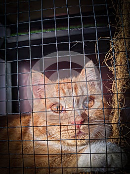 A cat inside a cage, peering curiously through the bars. Its eyes gleam with a mixture of curiosity and a hint of playfulness.