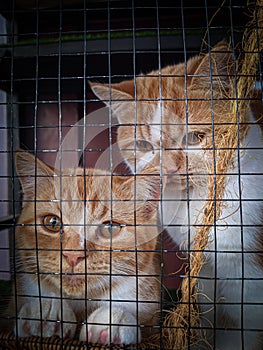 A cat inside a cage, peering curiously through the bars. Its eyes gleam with a mixture of curiosity and a hint of playfulness.