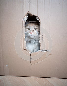 Cat inside of cardboard box looking out through hole
