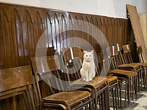 Cat inside church of riomaggiore cinque terre pictoresque village