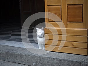 Cat inside church of riomaggiore cinque terre pictoresque village