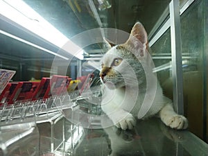 A cat inside the showcase store look for his future