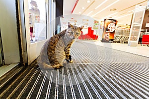 Cat inside the store photo