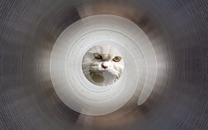 Cat inside the tunnel