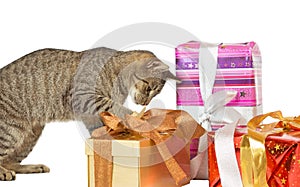 Cat inspecting Christmas presents