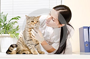 Cat on inspection at the vet