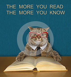 Cat intelligent reads book at desk