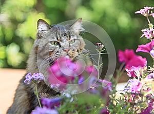 Cat Intently Focused on Small Flower