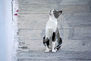 Cat intently looking up photo