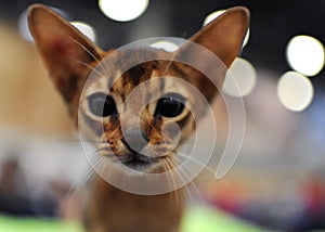 Cat at the international exhibition