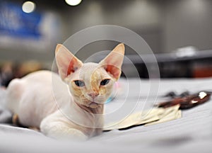 Cat at the international exhibition