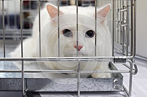 Cat at the international exhibition