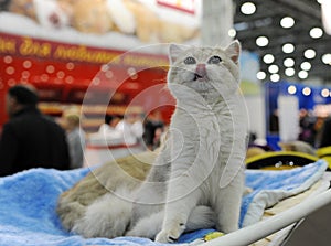 Cat at the international exhibition