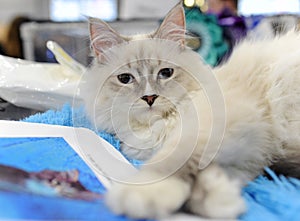 Cat at the international exhibition