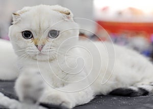 Cat at the international exhibition