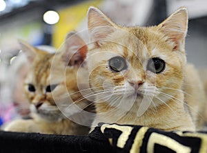 Cat at the international exhibition