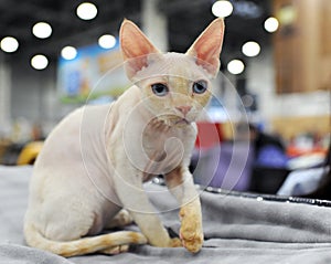 Cat at the international exhibition