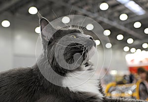 Cat at the international exhibition