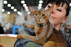 Cat at the international exhibition