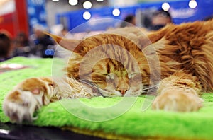 Cat at the international exhibition