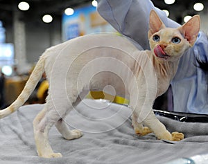 Cat at the international exhibition