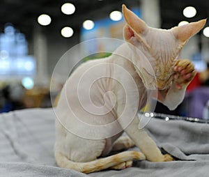 Cat at the international exhibition