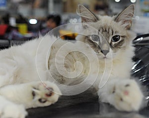 Cat at the international exhibition