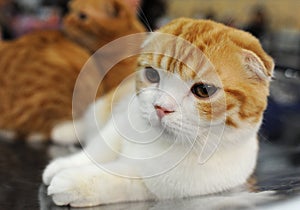 Cat at the international exhibition