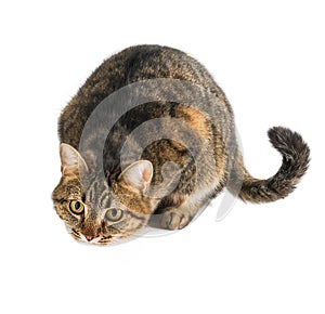 The cat is isolated on a white background.