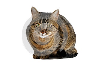 The cat is isolated on a white background.