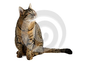 The cat is isolated on a white background.