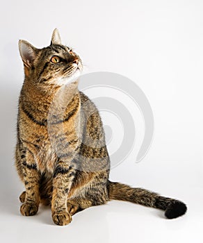 The cat is isolated on a white background.