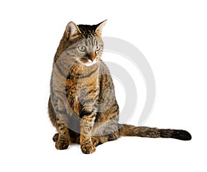 The cat is isolated on a white background.