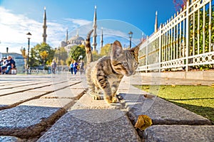 Cat  in Istanbul